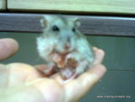 hamster adopción steve